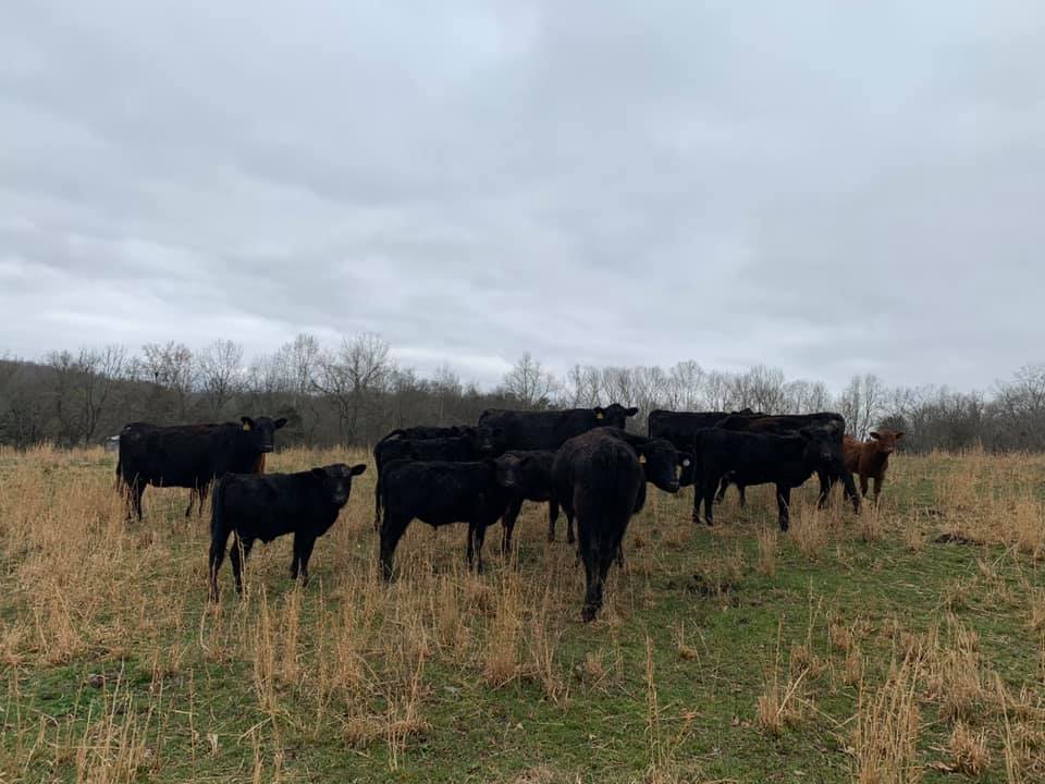 KentuckyTennessee Livestock Market, Inc.